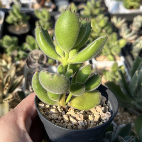 Sedum Cotyledon Tomentosa (Bear Paw) 熊童子