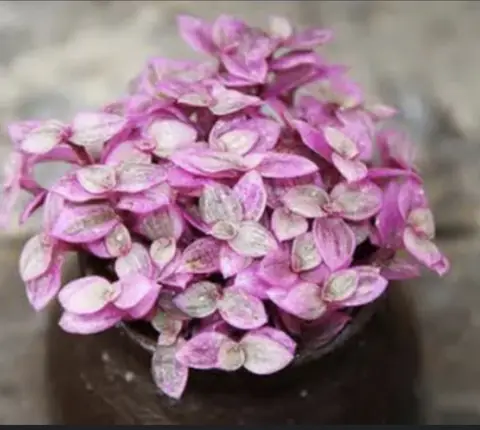 Callisia repens 胭脂雲 (5cm pot)