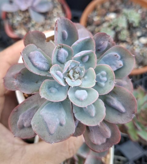 Echeveria RainDrops 雨滴