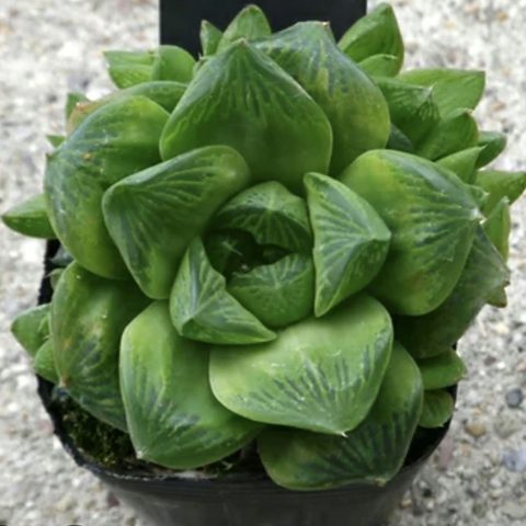 Haworthia cymbiformis 寶草