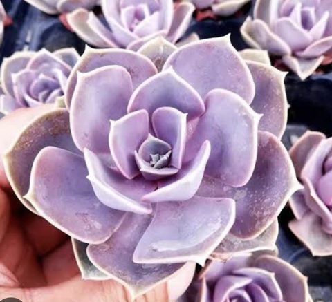 Echeveria Perle Von Nurnberg PVN 紫珍珠