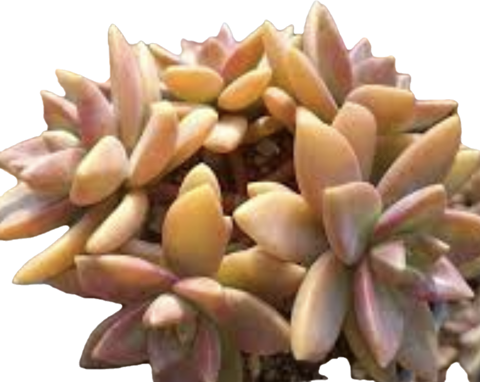 Graptosedum pat's pink 布丁