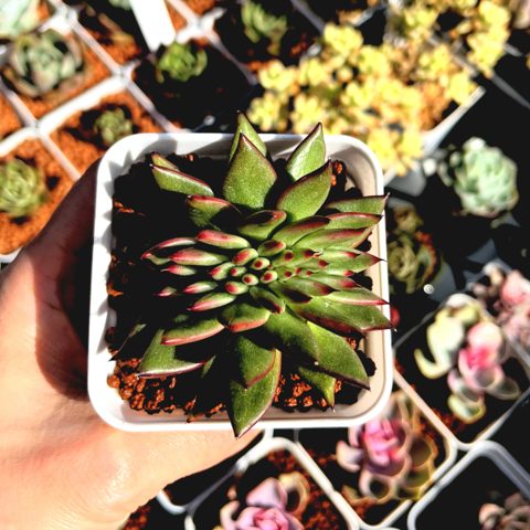 Echeveria Aike Soul Crest 艾克魂缀化