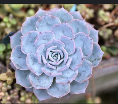 Echeveria morning beauty 老樂