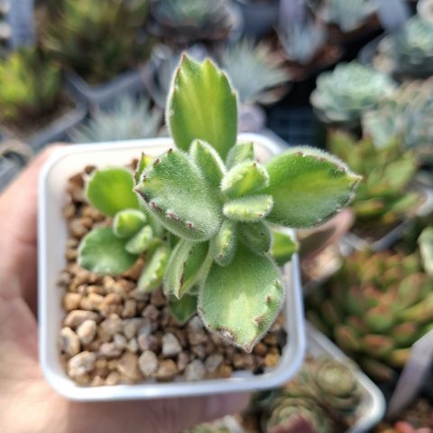 Cotyledon Tomentosa yellow variegated (Bear Paw) 黃熊