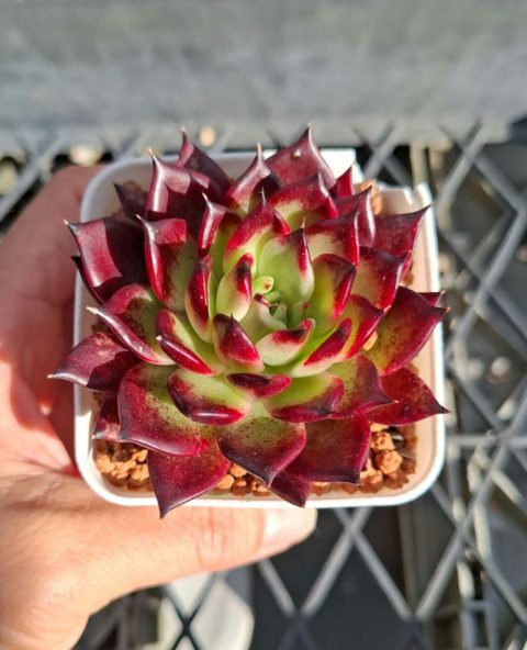Succulents