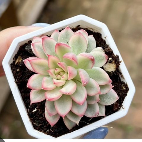 Echeveria mebina variegata 女雛錦
