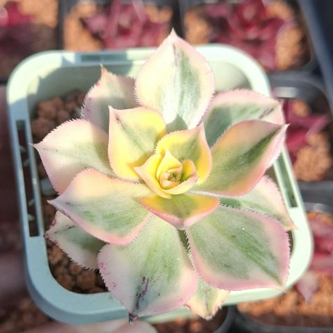 Aeonium Sunburst 燦爛法師