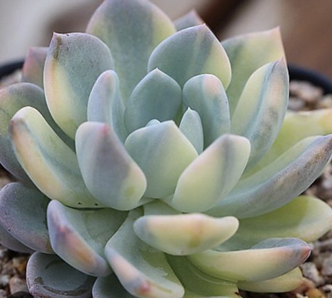 Pachyveria cv. Schiedeckeri variegated 立田錦