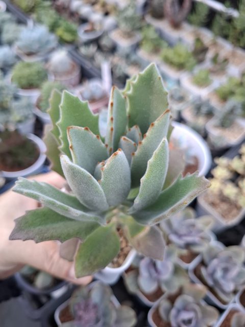 Kalanchoe tomentosa white 月光兔