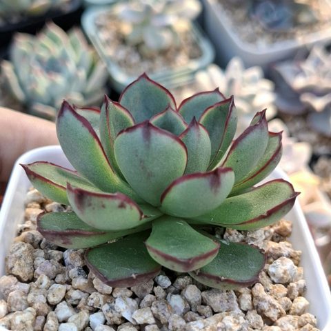 Echeveria Yamato haru 大和春