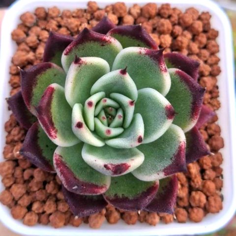 Echeveria Sara Bonnie