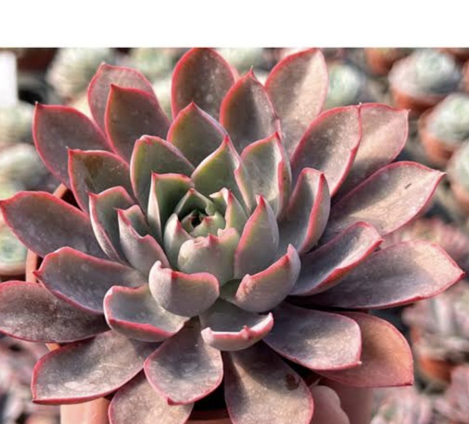 Echeveria 'Hera' 赫拉 pot
