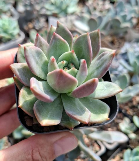 Echeveria Champagne 香檳
