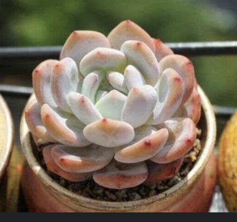 Echeveria orange monroe 橙夢露
