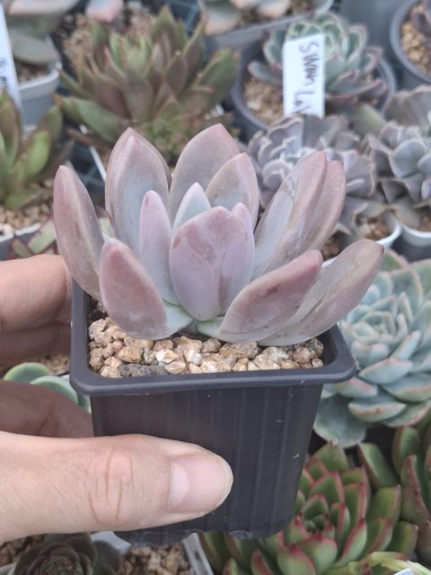 Graptoveria Opalina 奧普琳娜