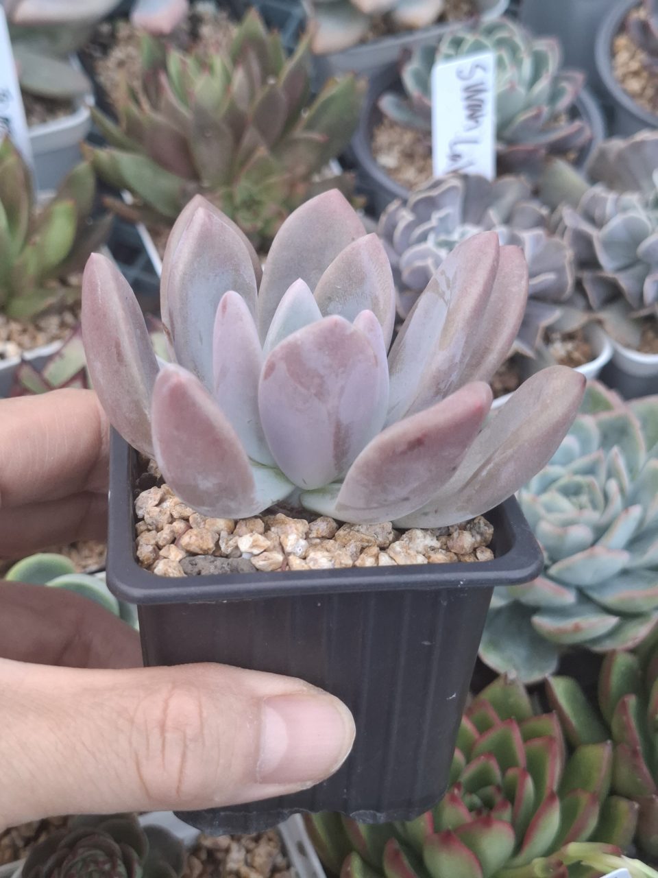 Graptoveria Opalina 奧普琳娜