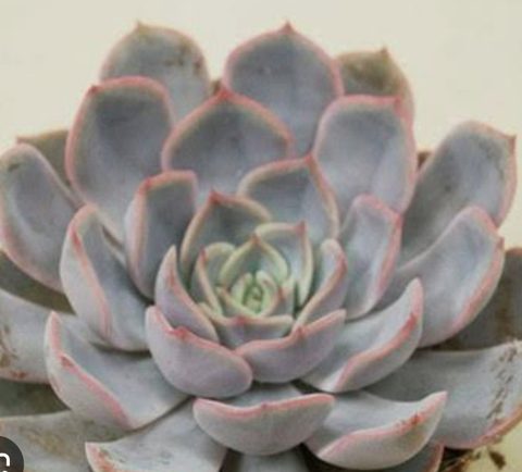 Echeveria Orion 獵戶座