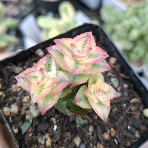 Crassula perforata variegata 南十字星錦