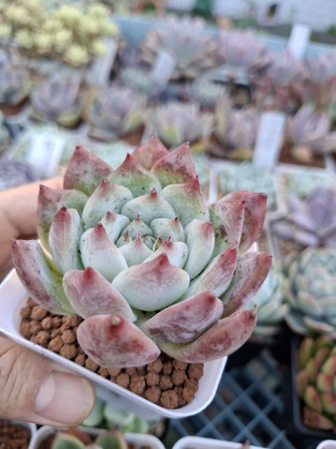 Echeveria colorata Lindsayana 卡蘿拉/林賽