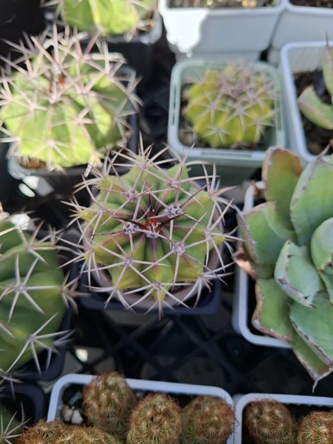 Cactus, MELOCACTUS AMOENUS 層雲