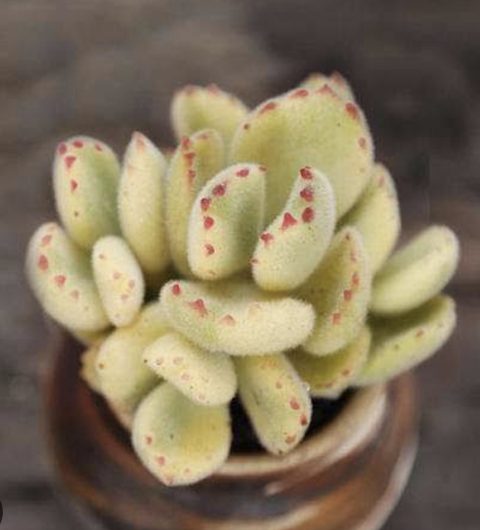 Cotyledon Tomentosa white variegated (Bear Paw) 白熊