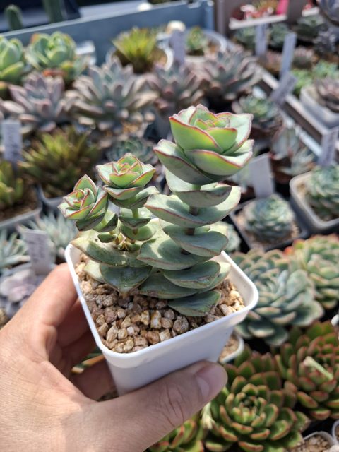 Crassula pertorata F. 南十字星