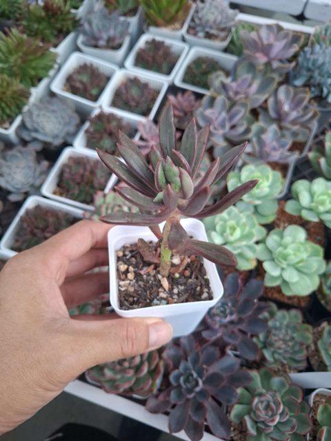Pachyveria 'Red Banana' (50mm)