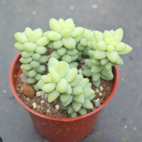Burro's-tail 玉綴,驢尾巴Sedum morganianum