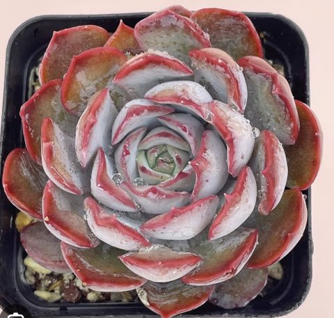 Echeveria dark ice 暗冰