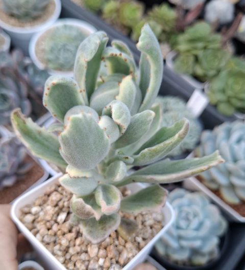 Kalanchoe tomentosa white variegata 月光兔錦