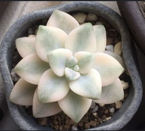 Graptoveria paraguayense bernalense variegated 美杏錦