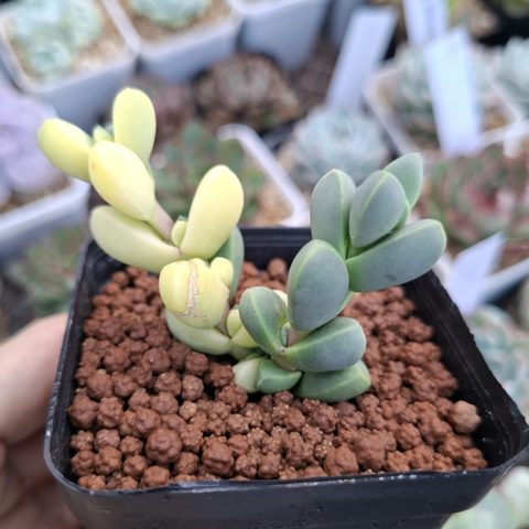Corpuscularia lehmannii variegata 鹿角海棠錦