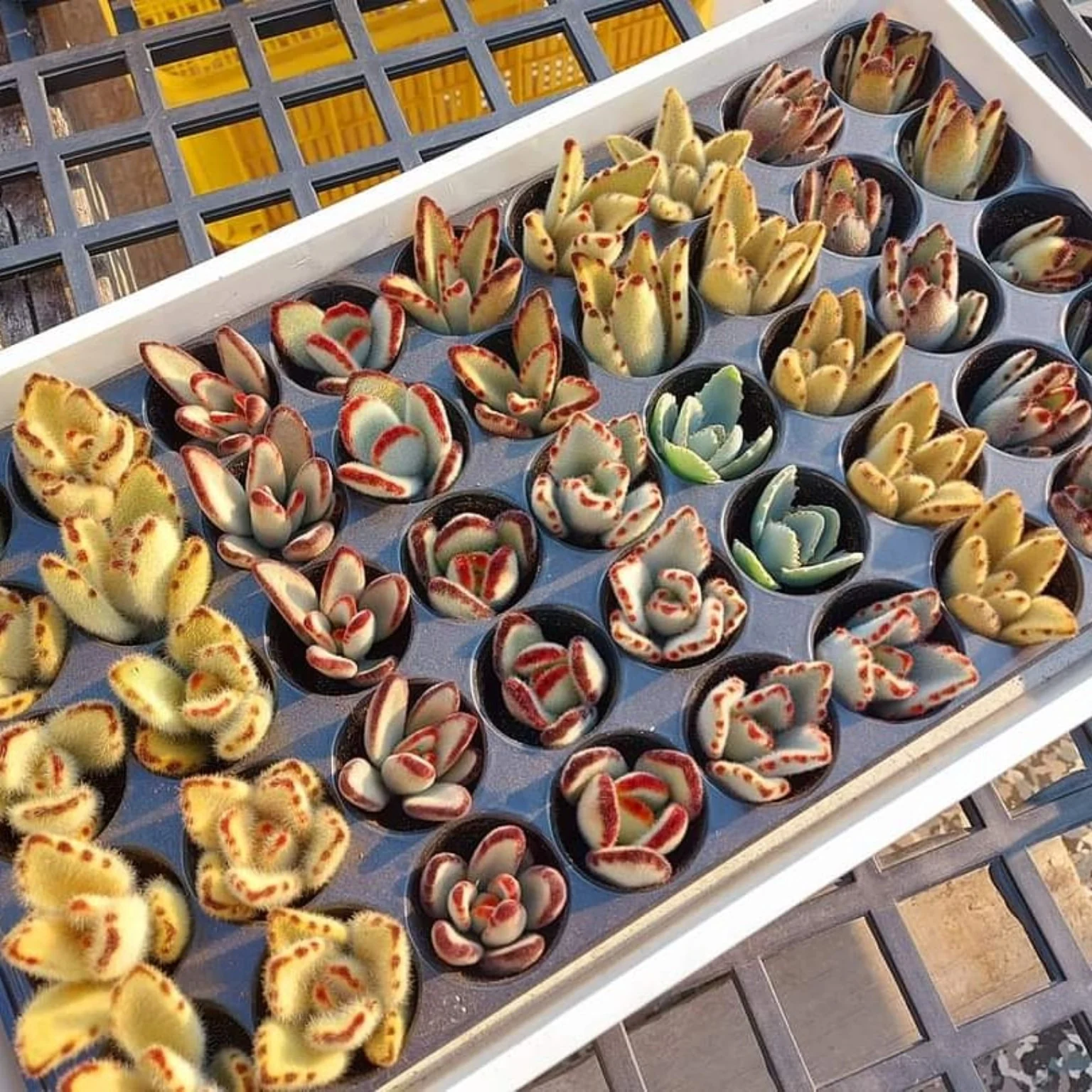 Tray of colourful Bear Paw succulents