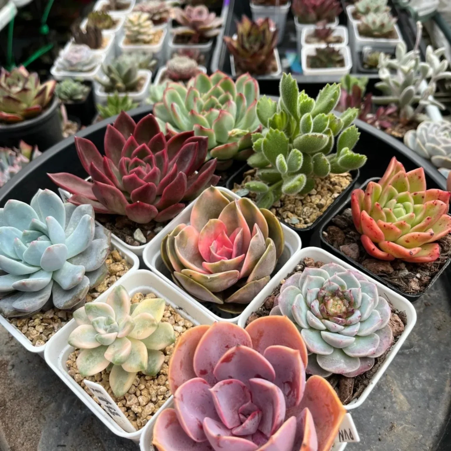 Colourful Claire Shop succulent collection