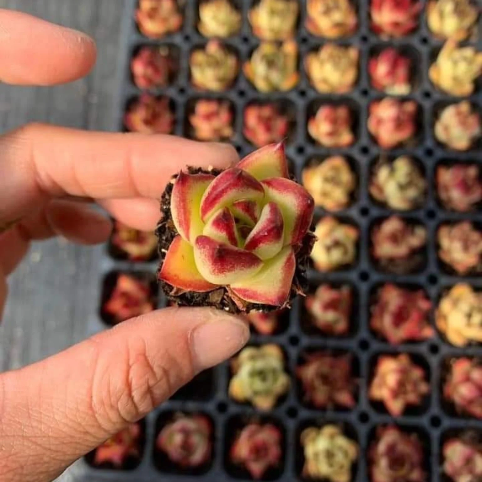 Small red, green and cream variegated succulent