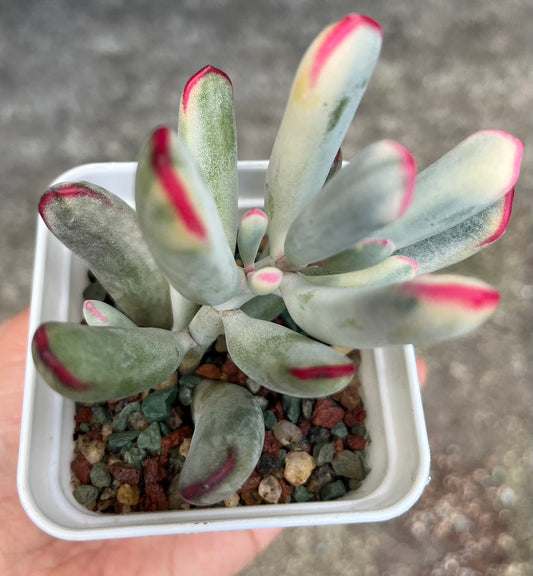 Cotyledon Orbiculata Variegated Long Form 棒葉福娘錦 Claire Shop Australia Succulents