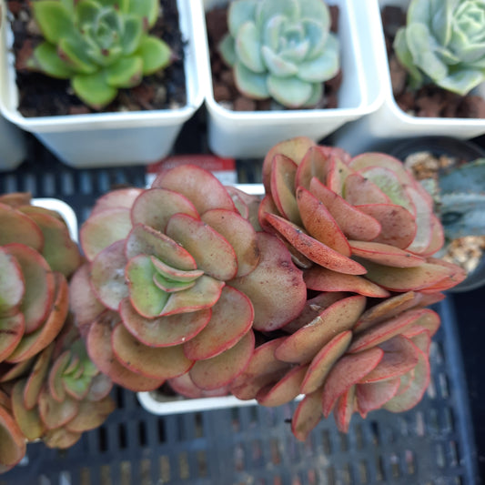 Echeveria Suyon 秀妍 (Claire Shop Australia Succulents)