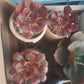 Aeonium Pink Witch 粉女巫法師(Claire Shop Australia Succulents