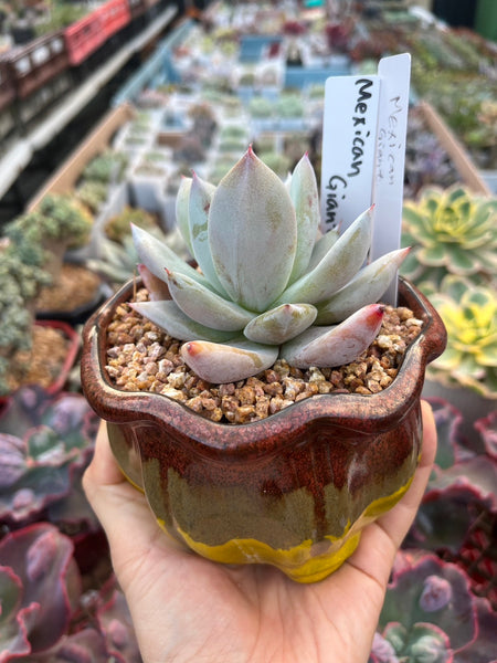 (One available) Echeveria 'Mexican Giant' 墨西哥巨人 Succulents