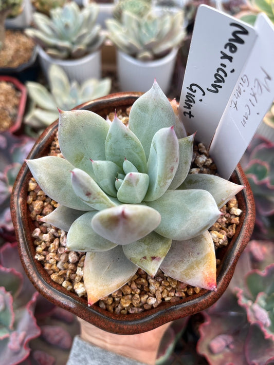 (One available) Echeveria 'Mexican Giant' 墨西哥巨人 Succulents