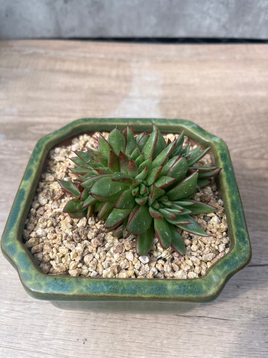 (One available)Echeveria Elk Soul Crest 艾克魂缀化 Claire Shop Australis Succulents