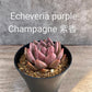 Echeveria purple Champagne 紫香 Claire Shop Australis Succulents