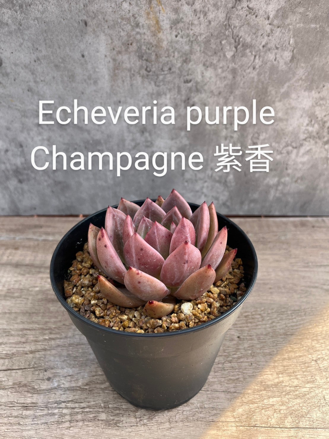 Echeveria purple Champagne 紫香 Claire Shop Australis Succulents