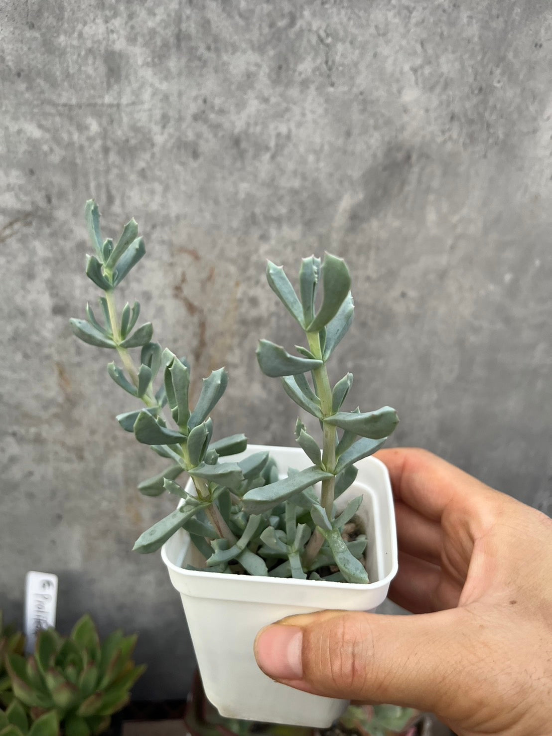 Oscularia deltoides 琴爪菊(Claire Shop Australia Succulents)