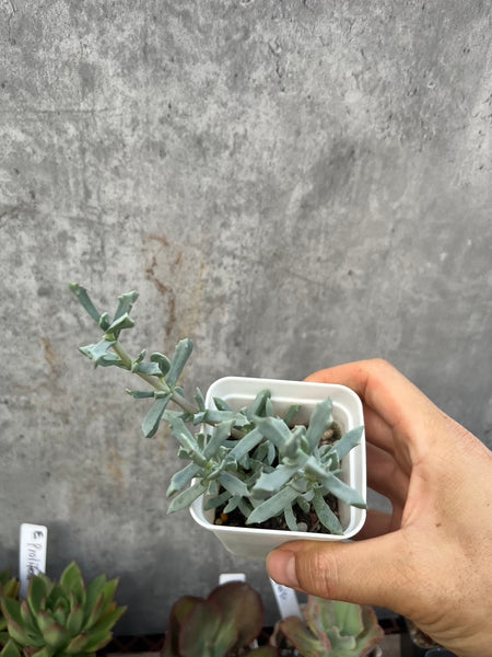 Oscularia deltoides 琴爪菊(Claire Shop Australia Succulents)