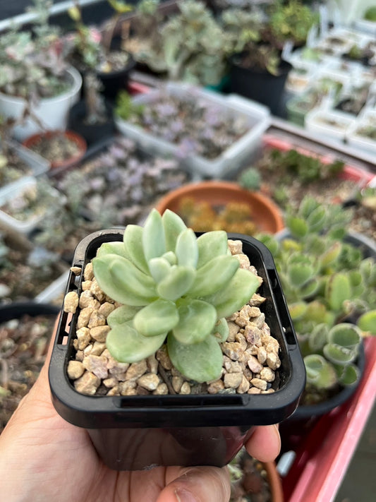 Sedeveria minibell
Silk variegata 小叮噹拉絲錦 (Claire Shop Australia Succulents)