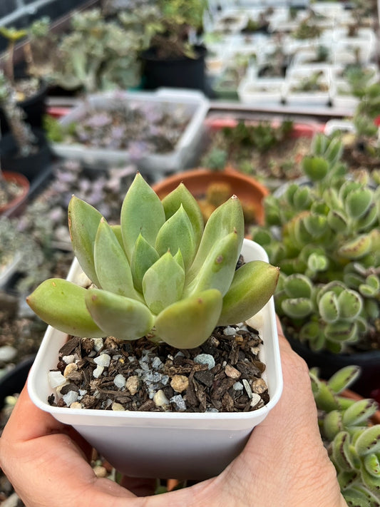 Pachyveria Rough(Claire Shop Australia Succulents)