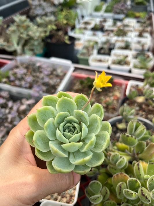 Echeveria Shiki Kuksi 花月夜冰梅(Claire Shop Australia Succulents)