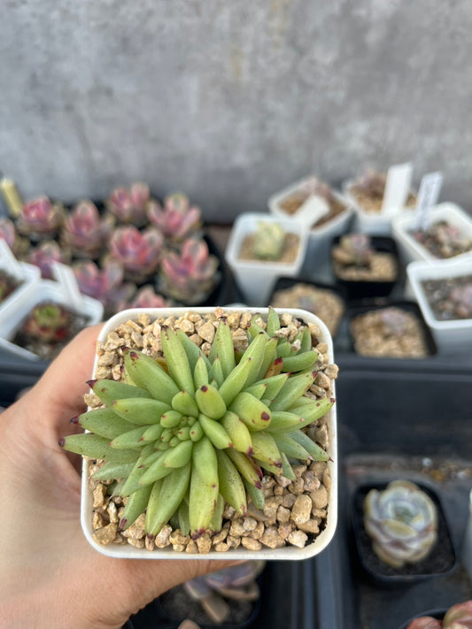 Echeveria agavoides f. cristata
虎鲸缀化(Claire Shop Australia Succulents)